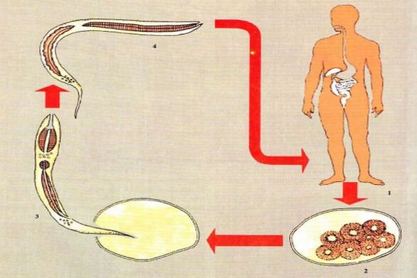 Жизненный цикл развития паразита. 